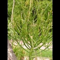 Euphorbe - Euphorbia Tirucalli (fam Euphorbiacees) (Afrique tropicale) (03)